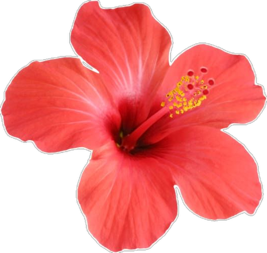fiore cursore
